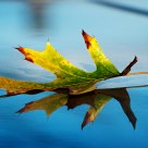 Leaf on Truck